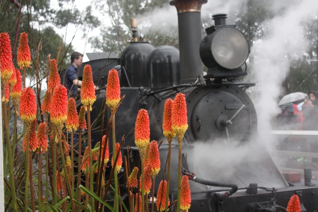 Ride Puffing Billy through the Dandenongs