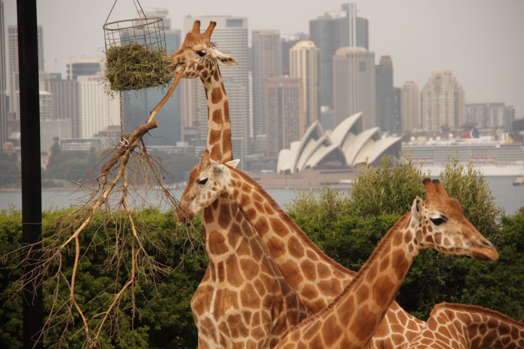 giraffes at Sydney zoo