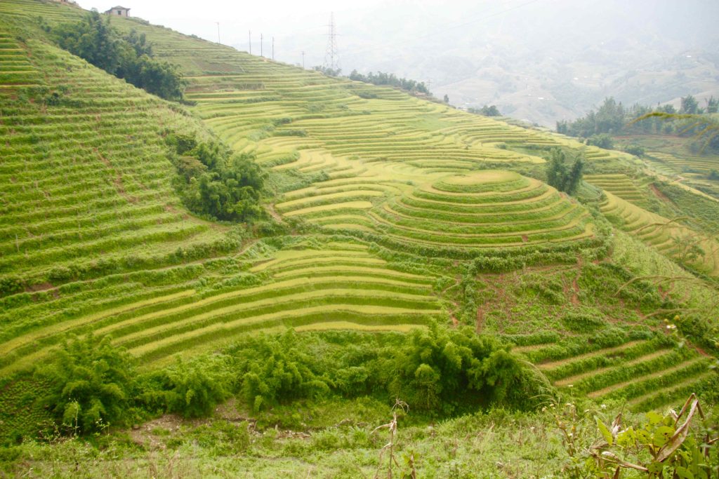 trekking in Sapa Vietnam rice fields