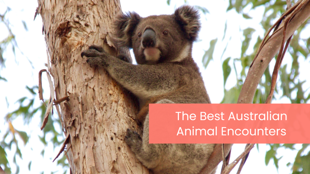 australian animal encounters