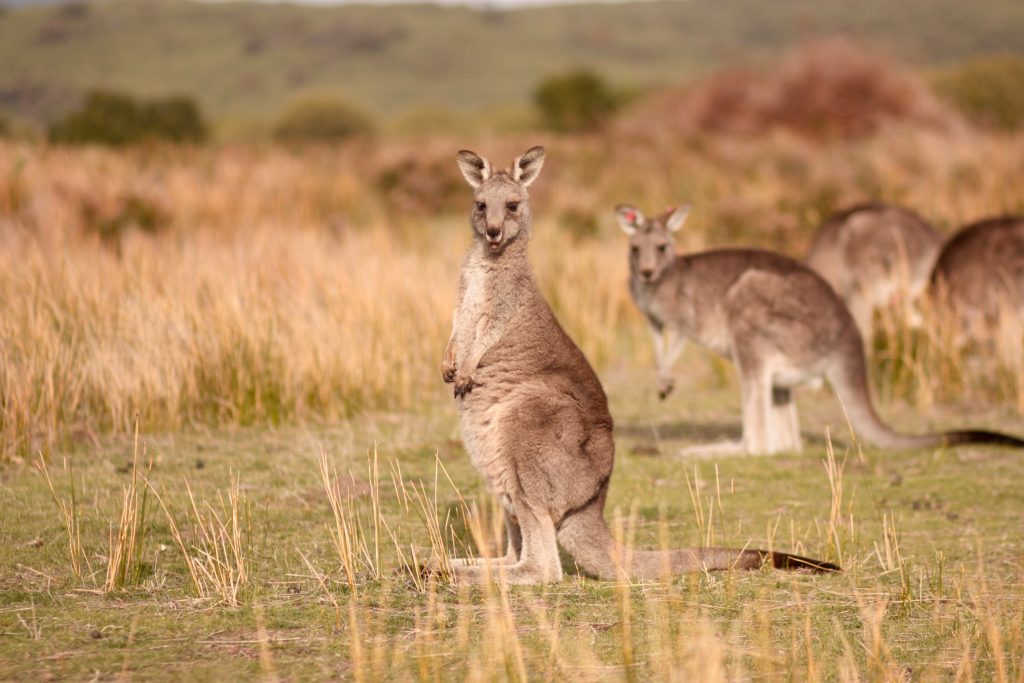 feed kangaroos