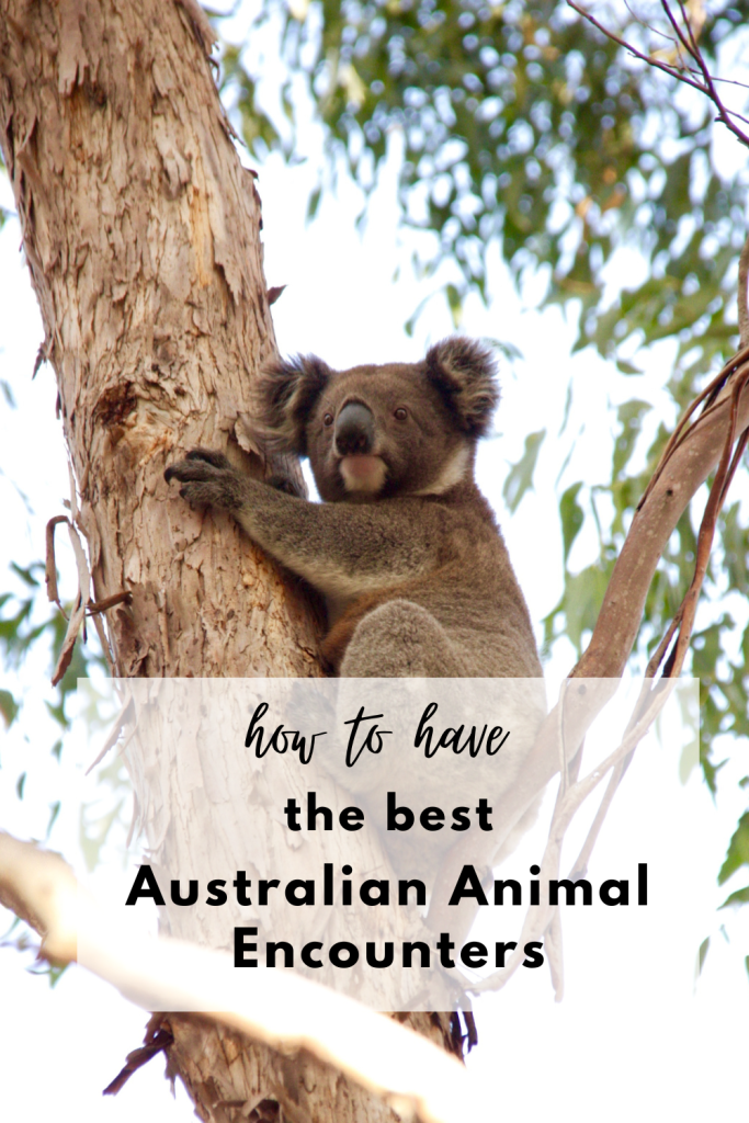 australian animal encounters