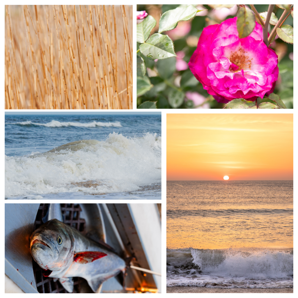 collage of 5 photos for 5 senses