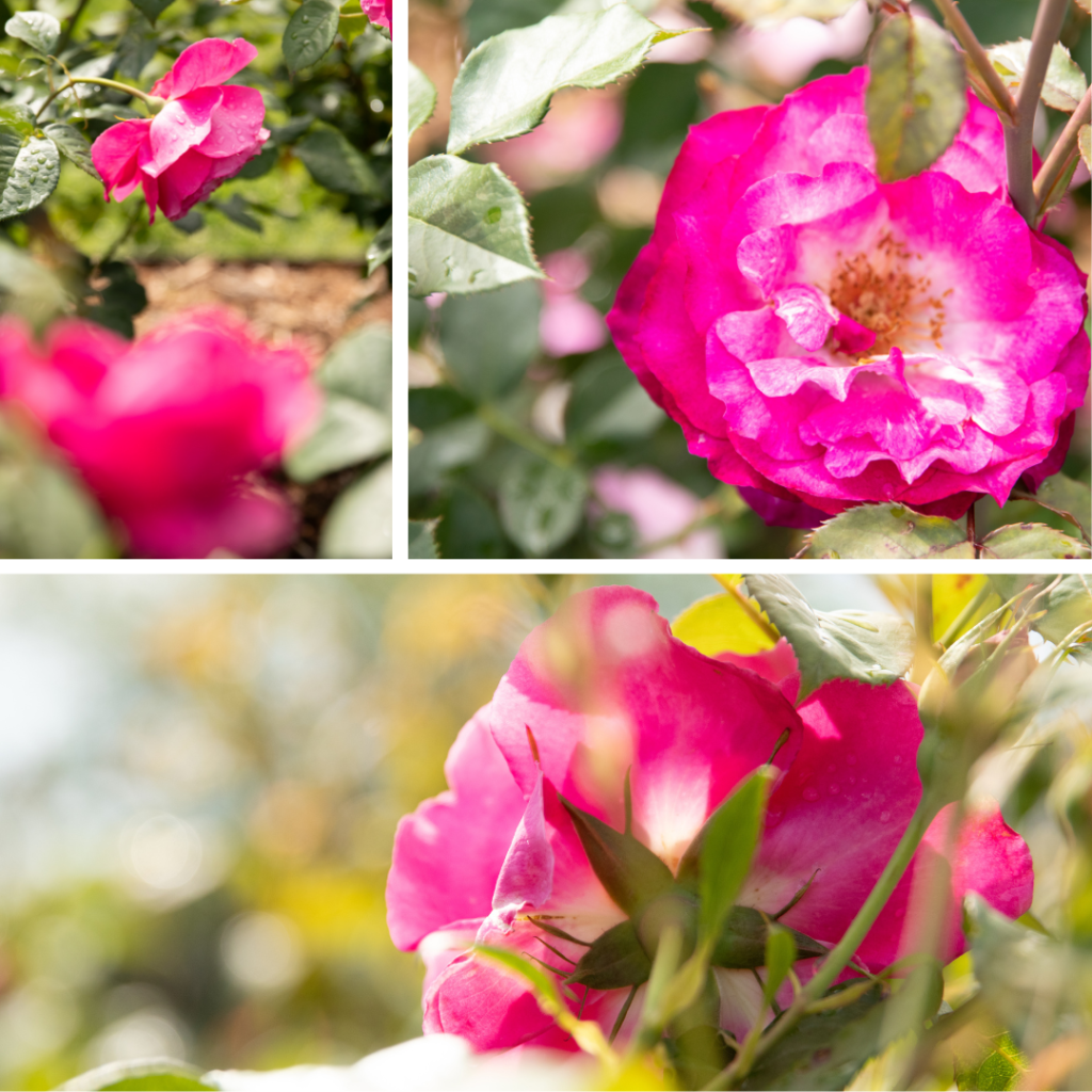 rose in three images for creative photos idea