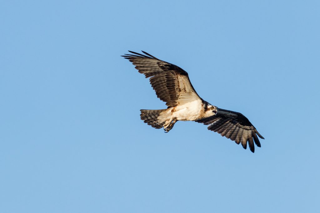 photo of bird in Virginia Beach