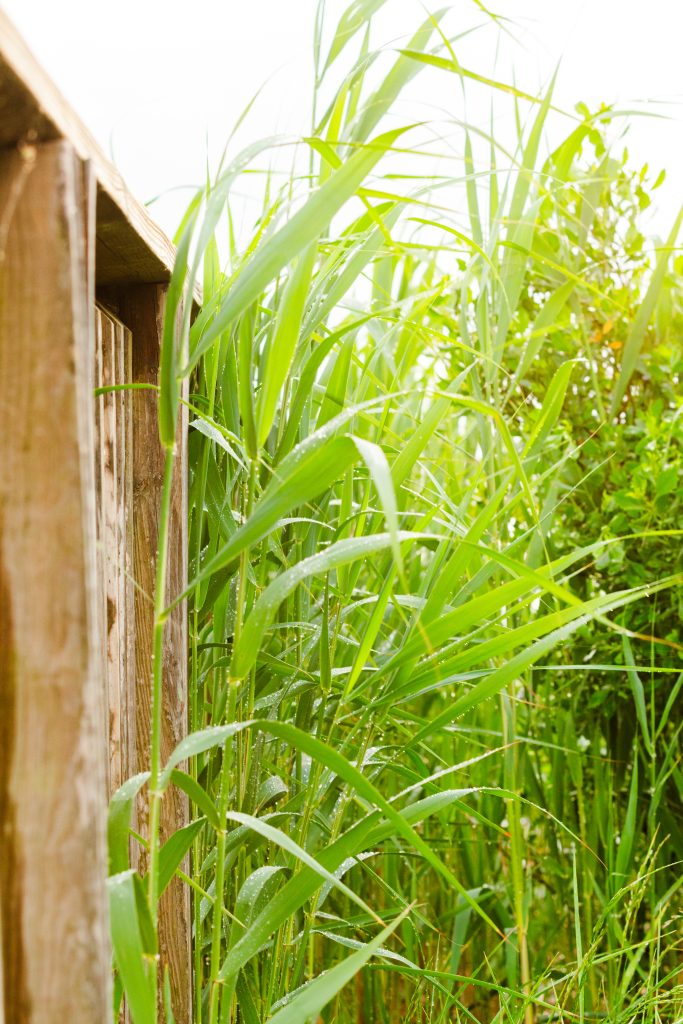 Grass with rain drops