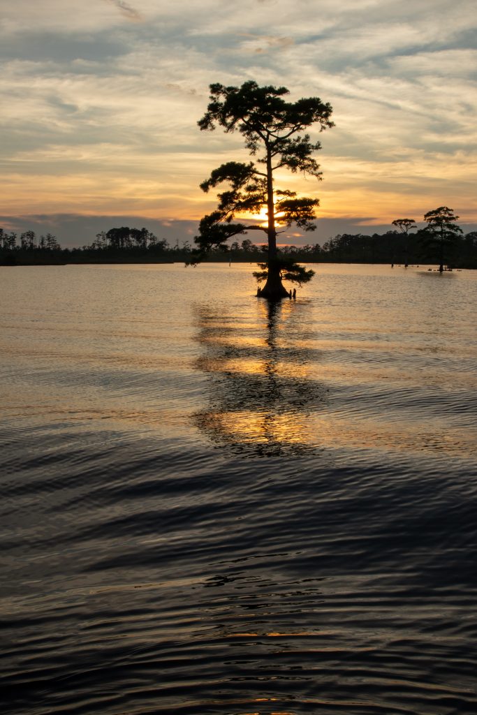 silhouette of tree over water makes fun creative photos