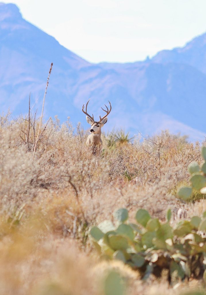 Deer in Big Bend