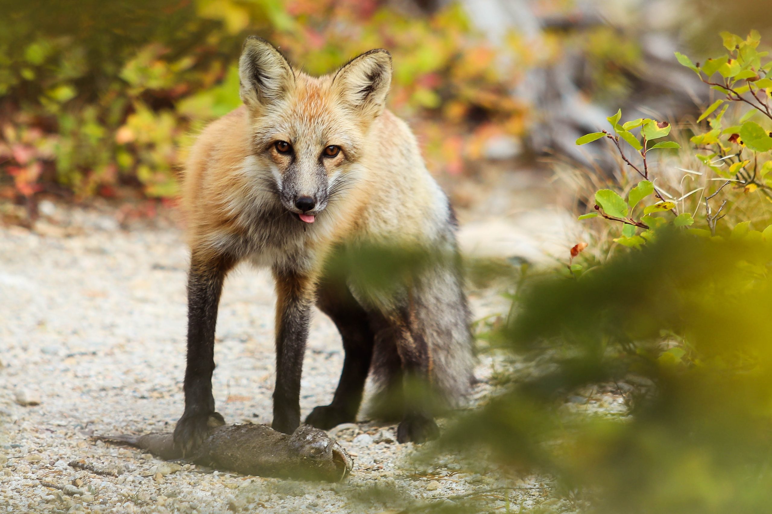 wildlife photography portfolio of fox in Yellowstone national park