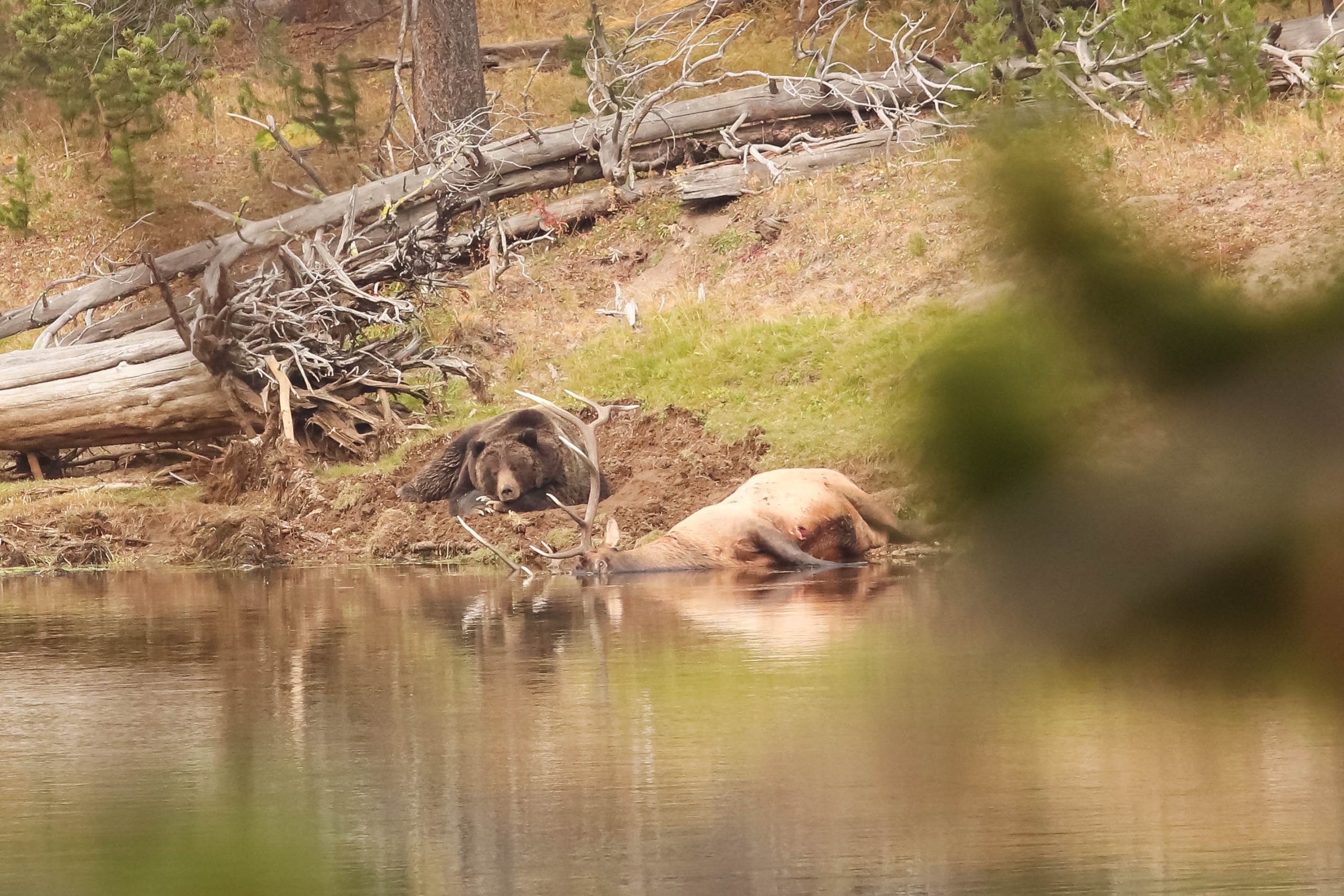 grizzly in Yellowstone national park