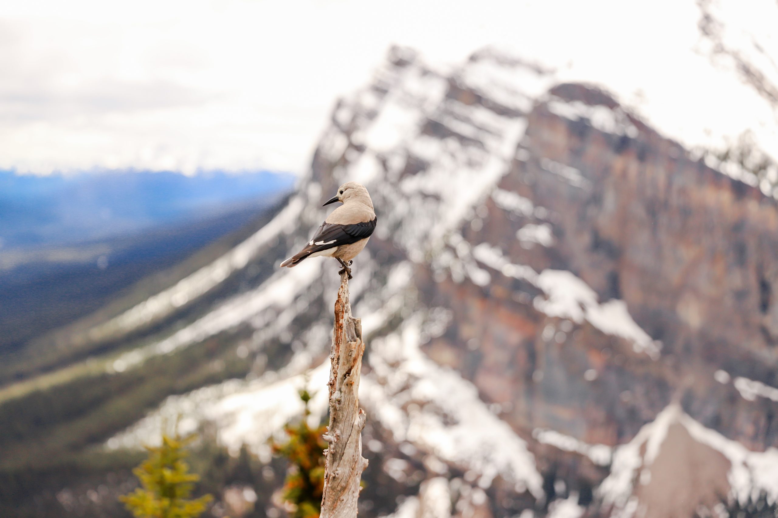 bird on tree in front of mountain