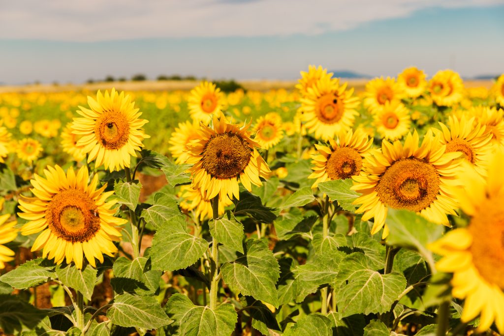 sunflowers in France