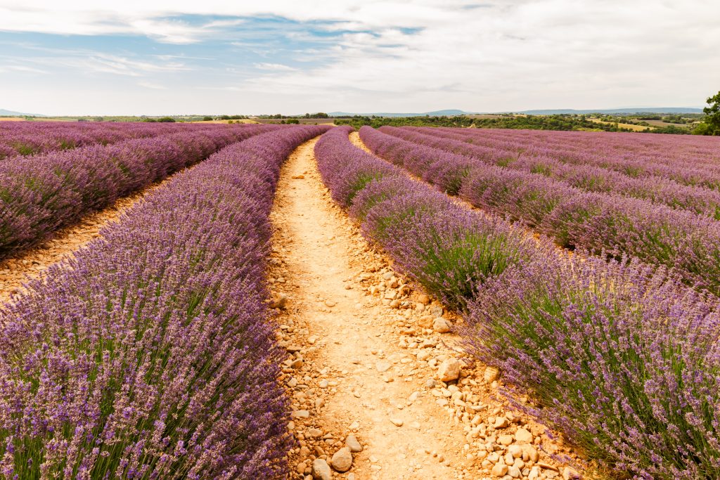 lavender fields of France
