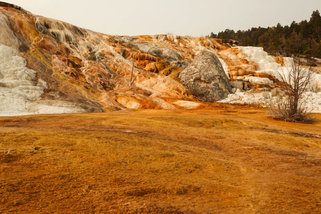 Mammoth hot springs at yellowstone national park