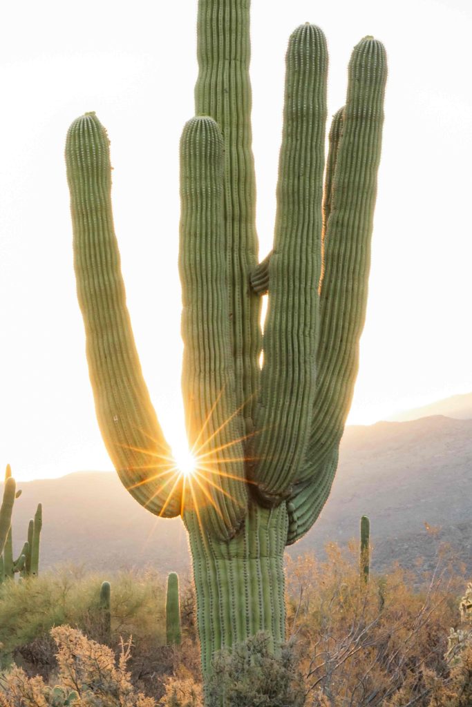saguaro national park