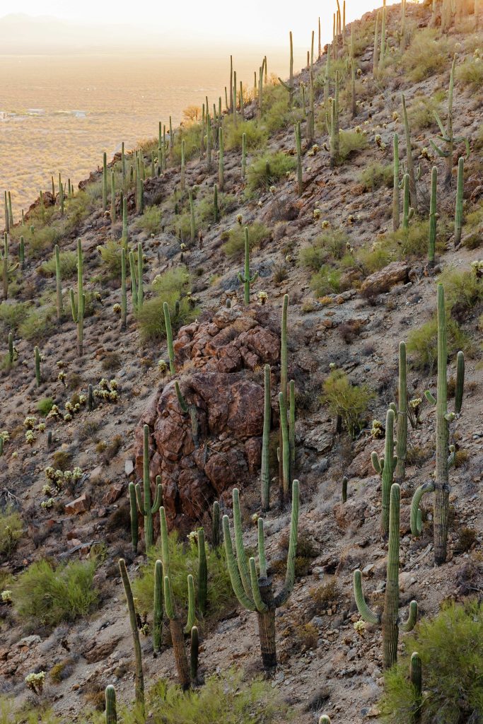 Sunset in Tucson Arizona