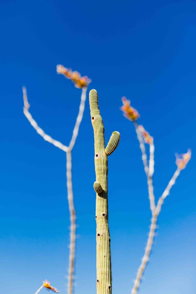 Saguaro National Park