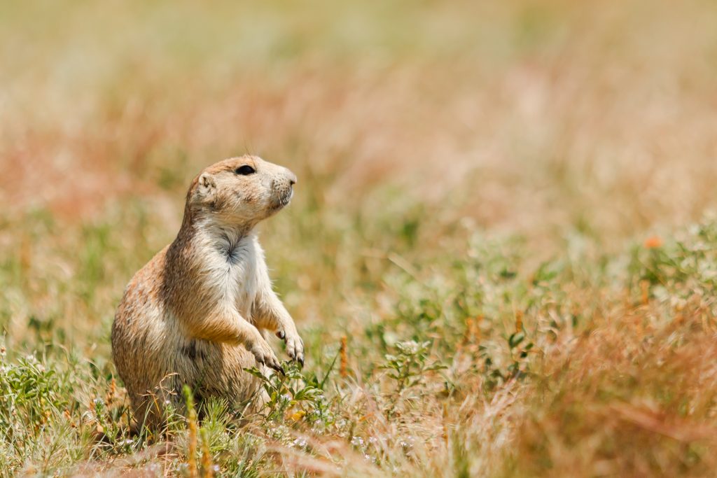 prairie dogs in Badlands national park