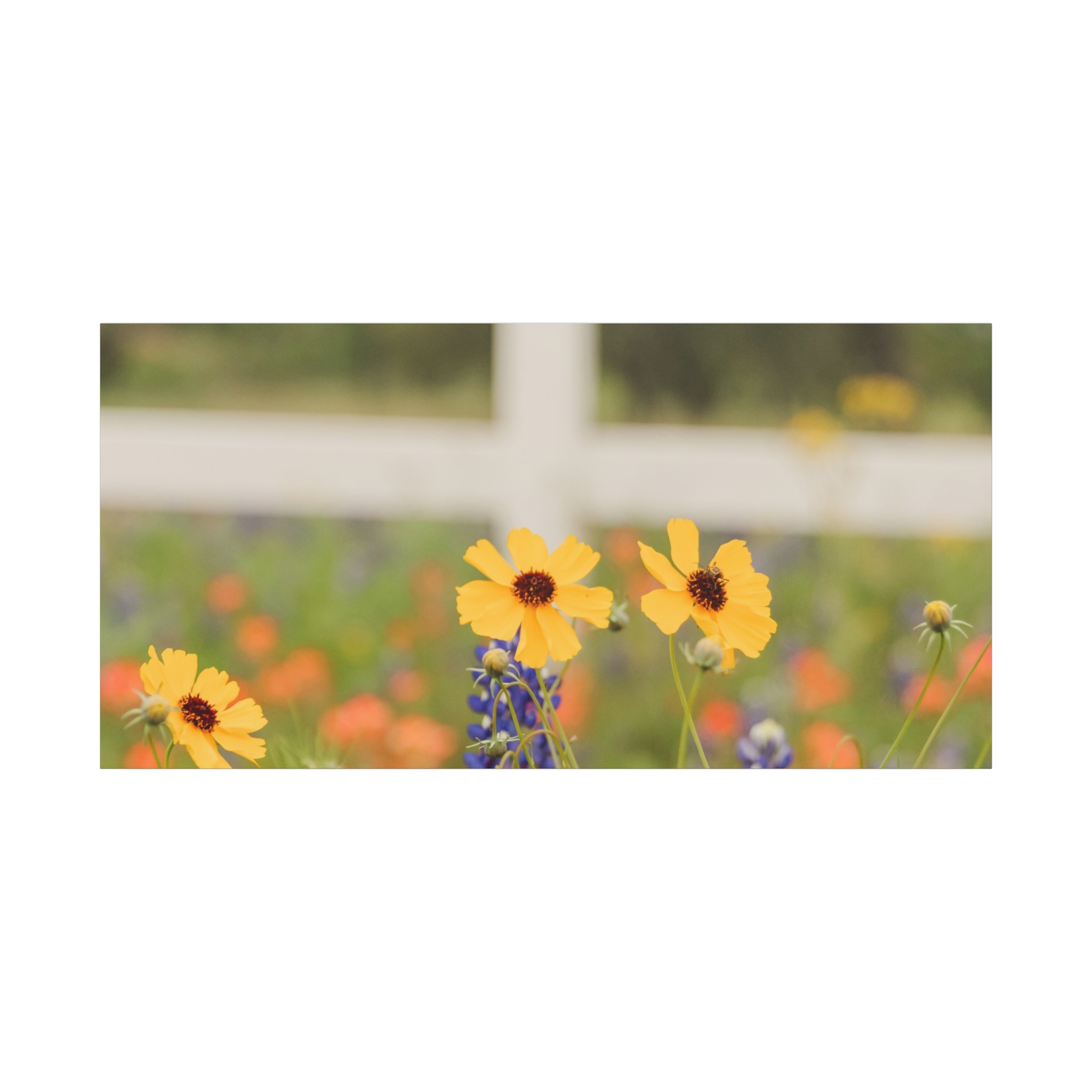 Texas Hill Country Wildflower Canvas - Image 101