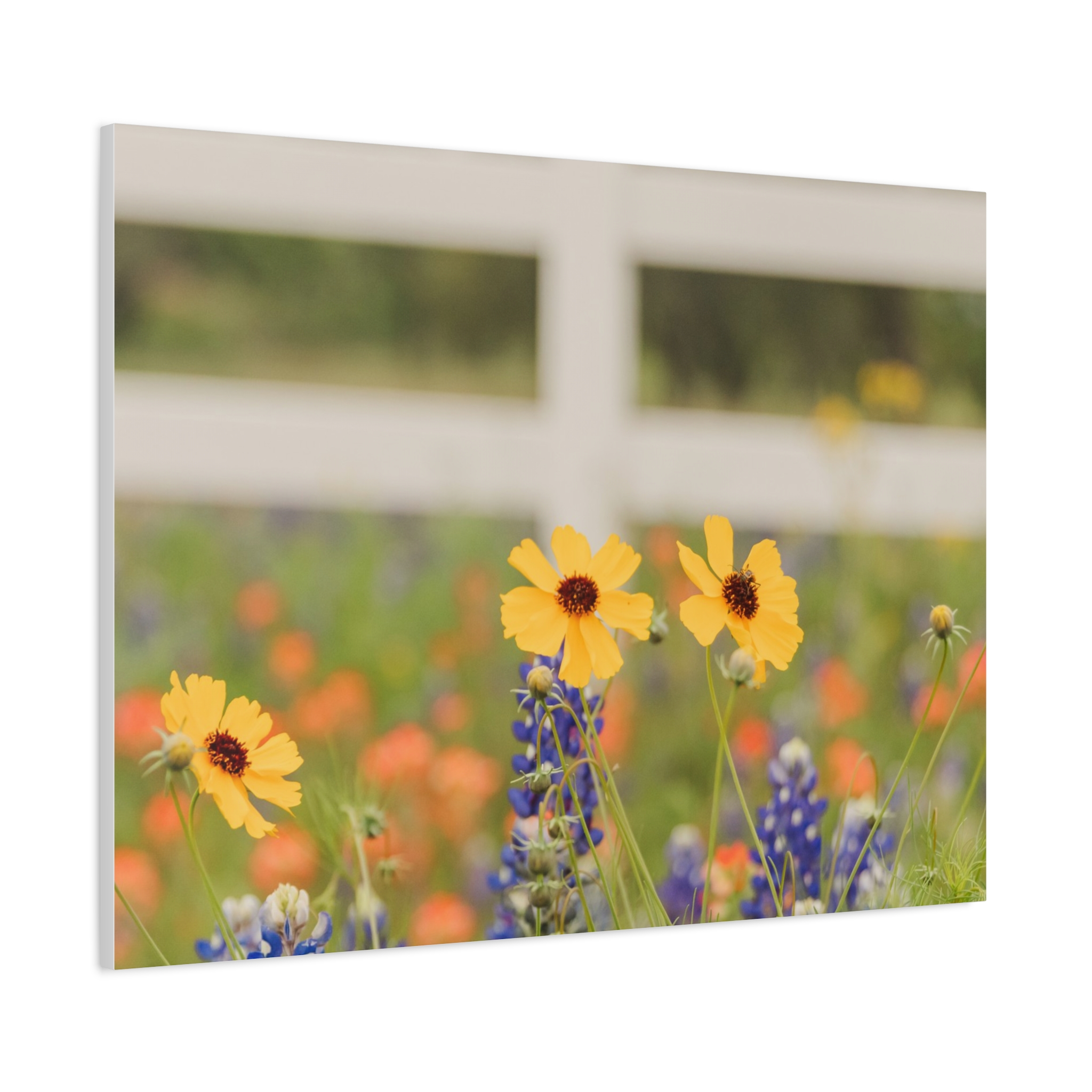Texas Hill Country Wildflower Canvas - Image 98