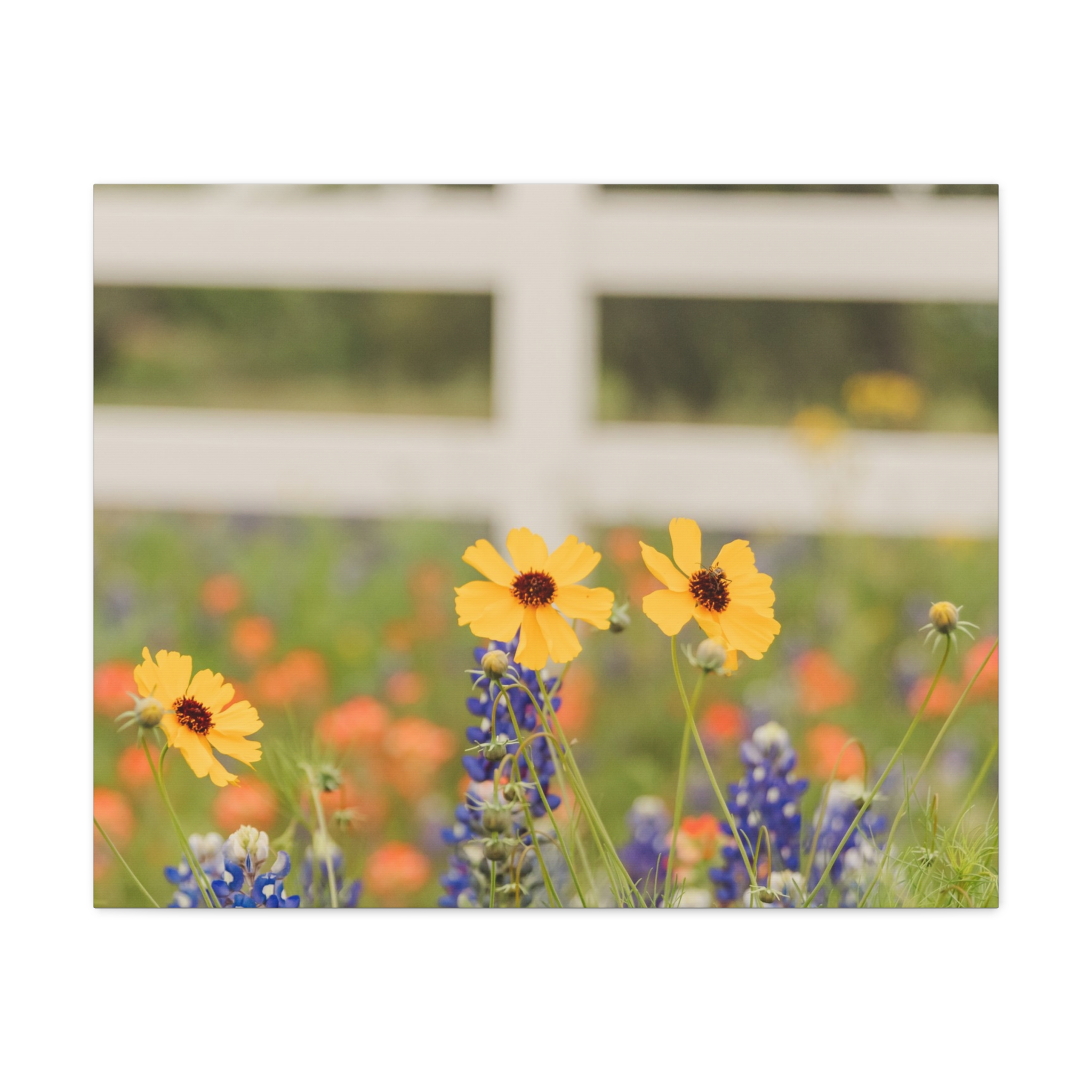 Texas Hill Country Wildflower Canvas - Image 89