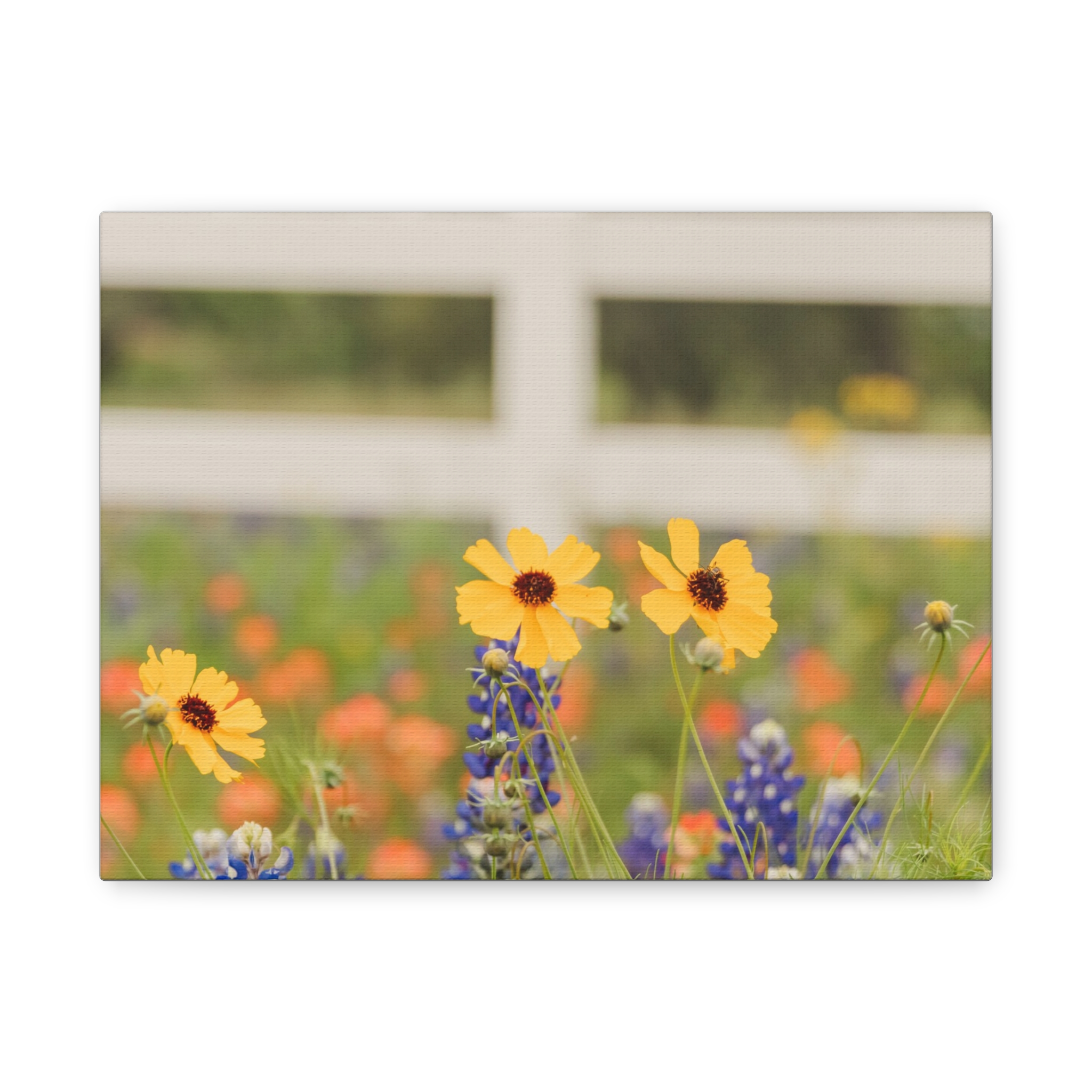 Texas Hill Country Wildflower Canvas - Image 45