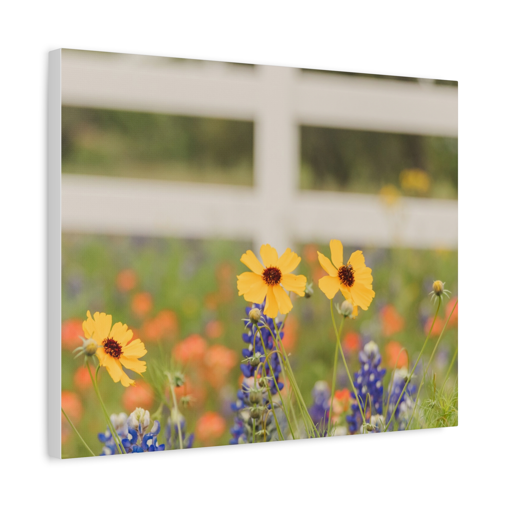 Texas Hill Country Wildflower Canvas - Image 66