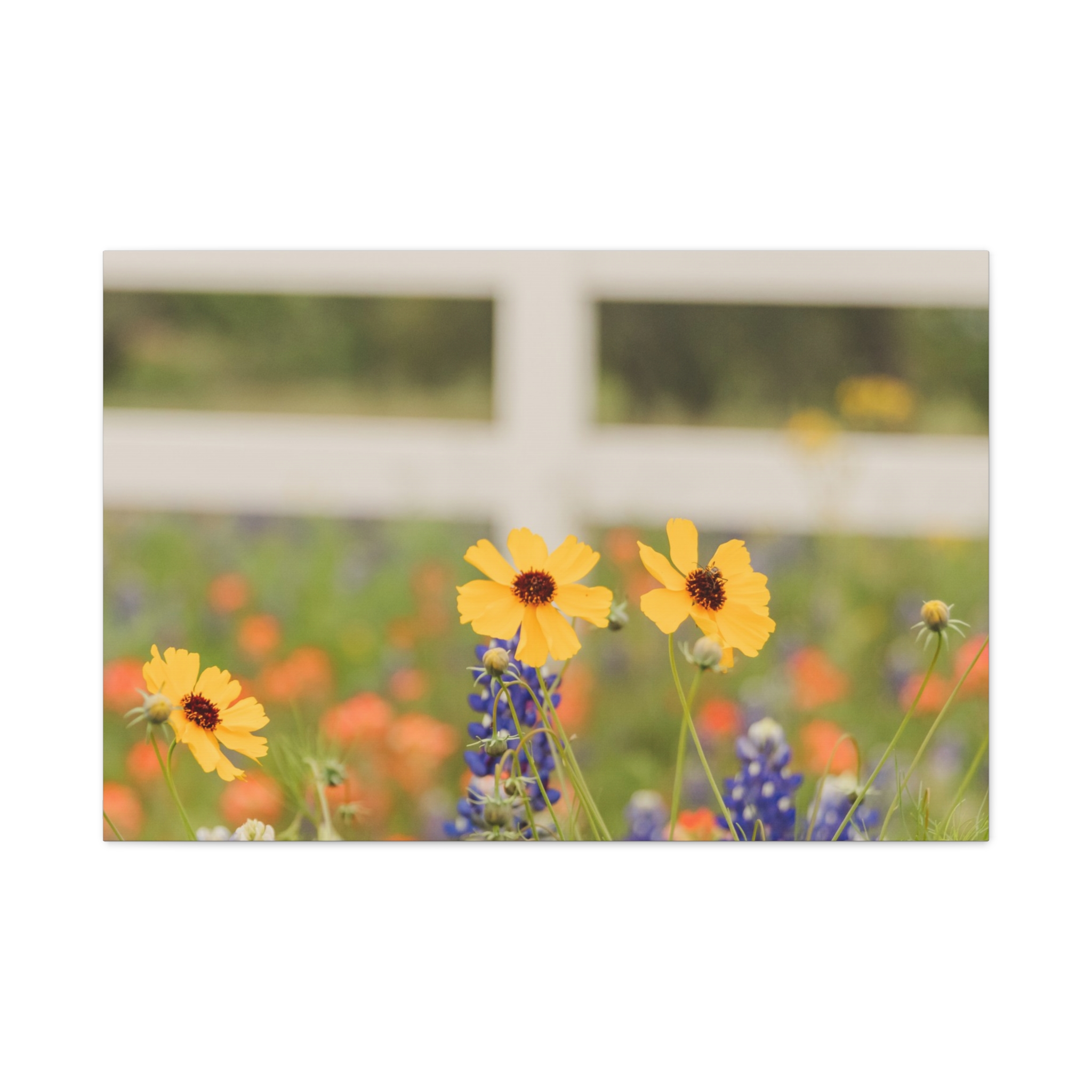 Texas Hill Country Wildflower Canvas - Image 93