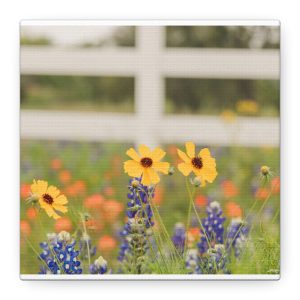 Texas Hill Country Wildflower Canvas