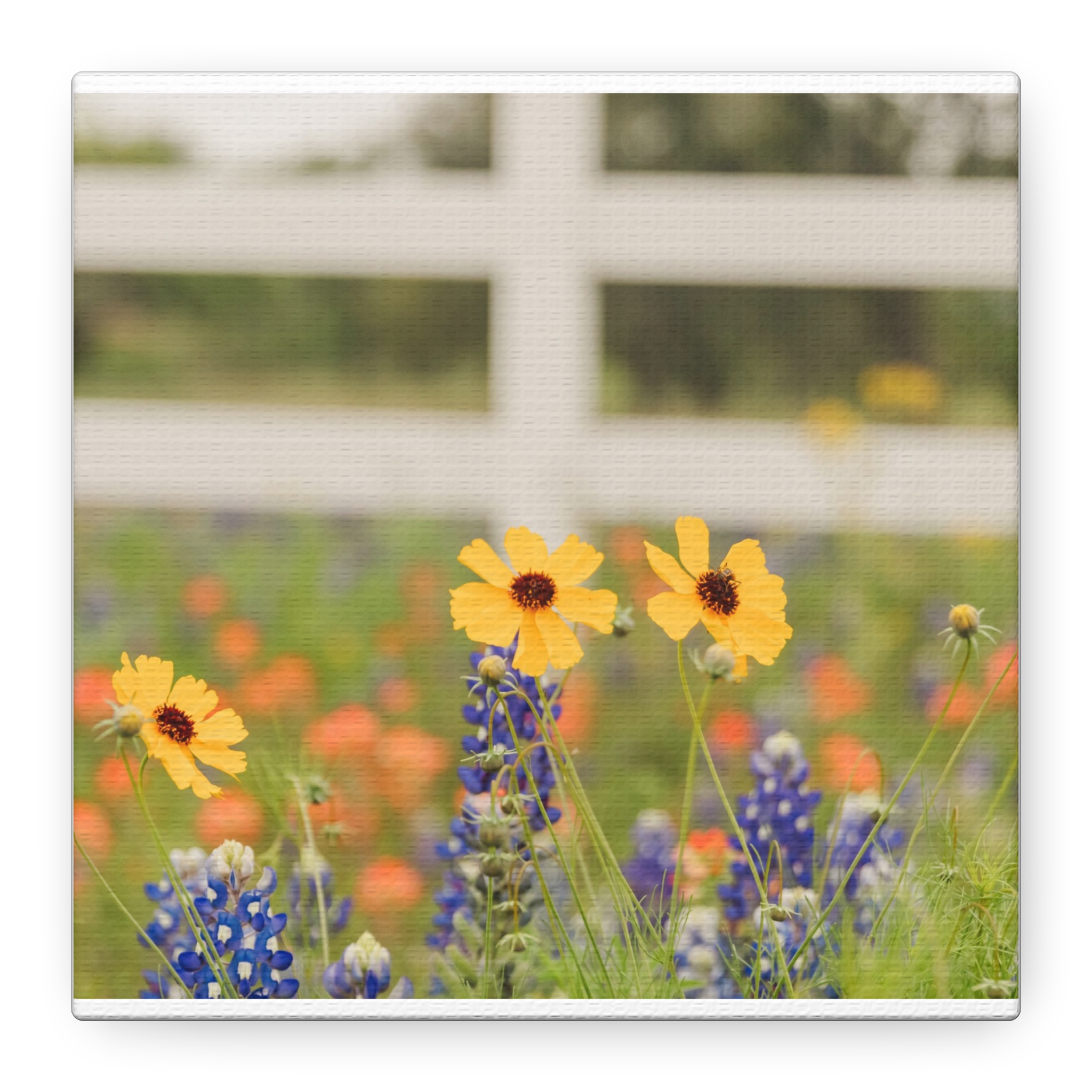 Texas Hill Country Wildflower Canvas