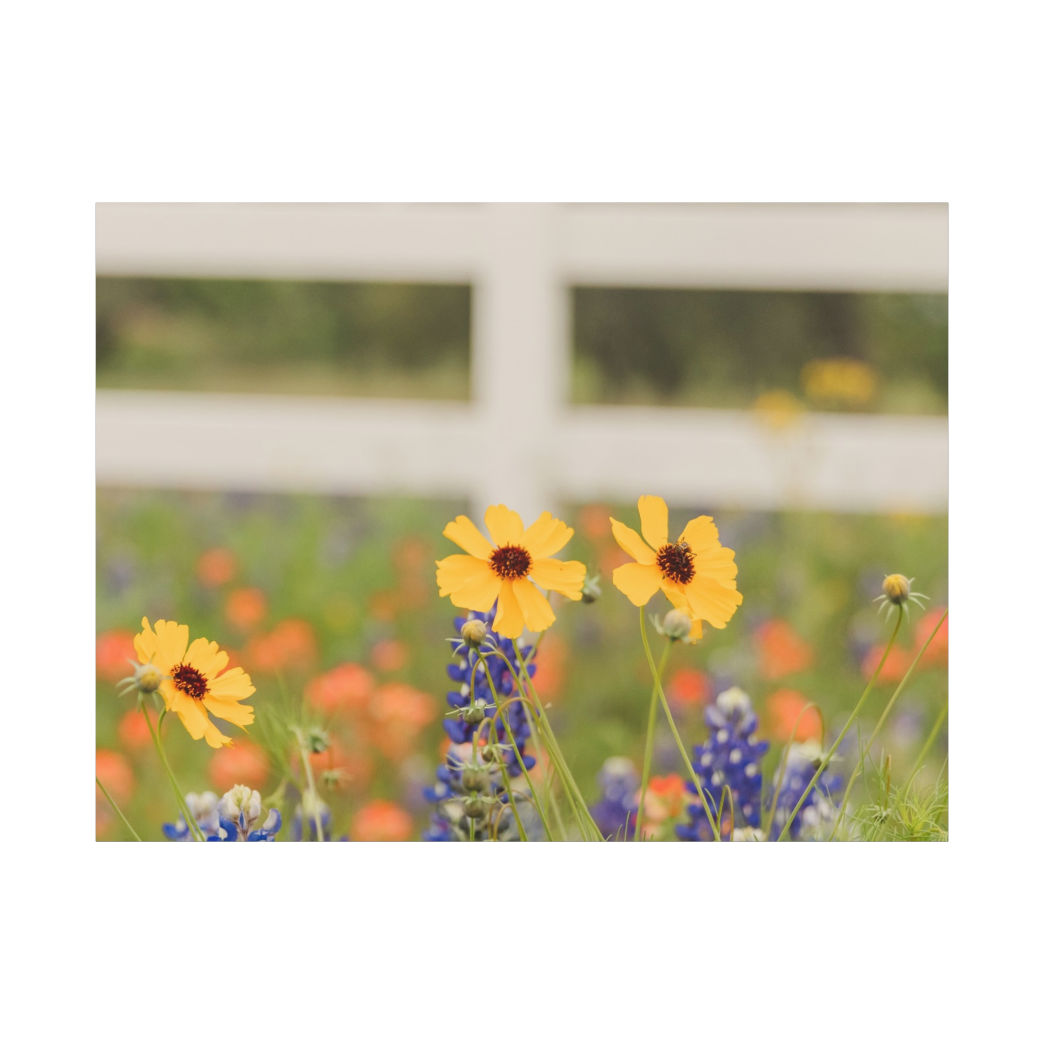 Texas Hill Country Wildflower Canvas - Image 109