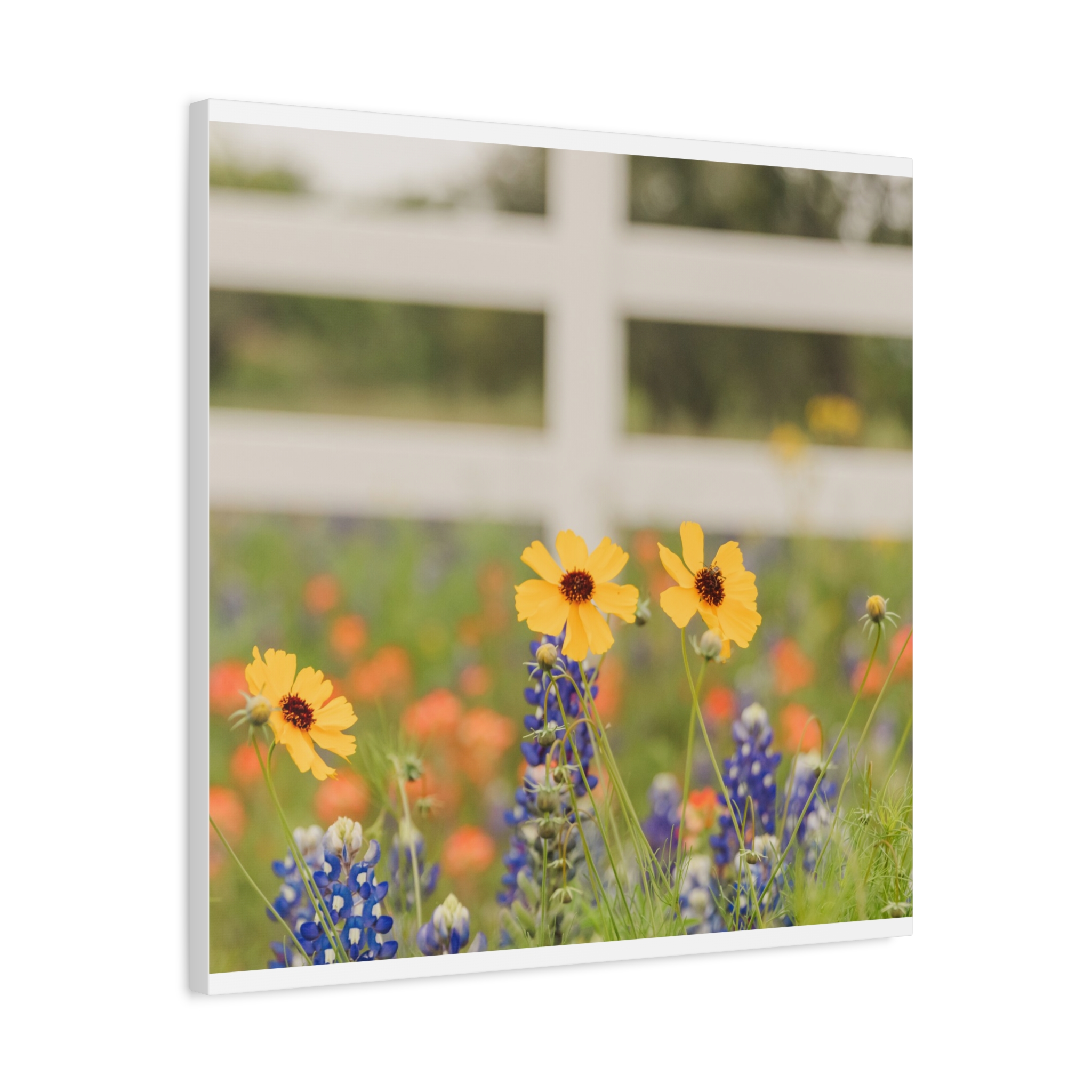 Texas Hill Country Wildflower Canvas - Image 26