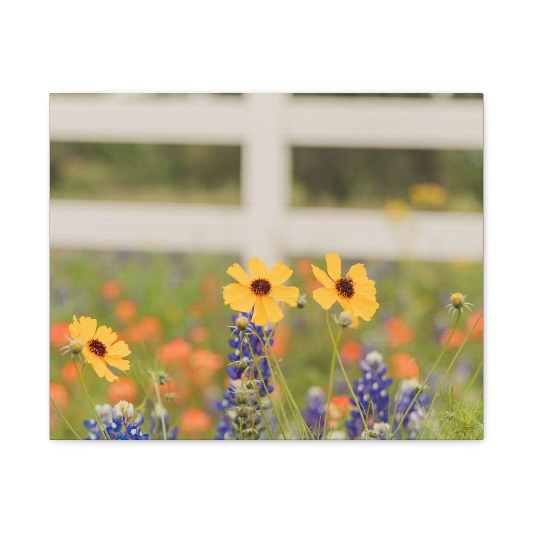 Texas Hill Country Wildflower Canvas - Image 65