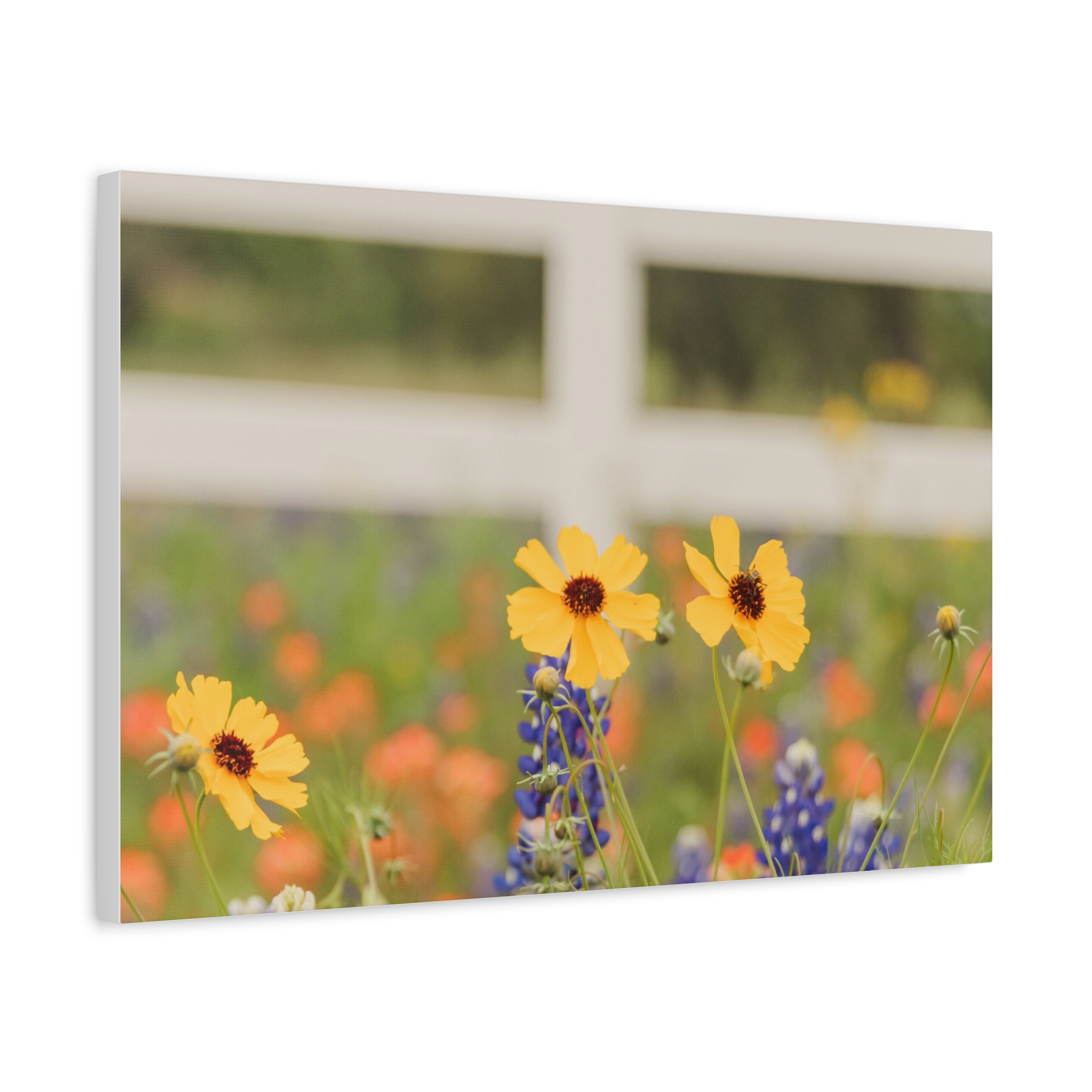 Texas Hill Country Wildflower Canvas - Image 70