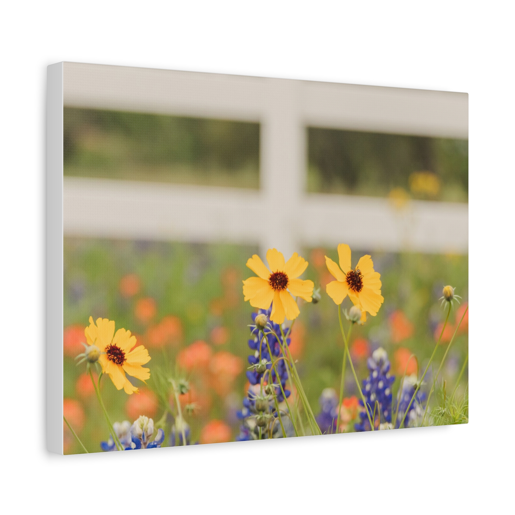 Texas Hill Country Wildflower Canvas - Image 54