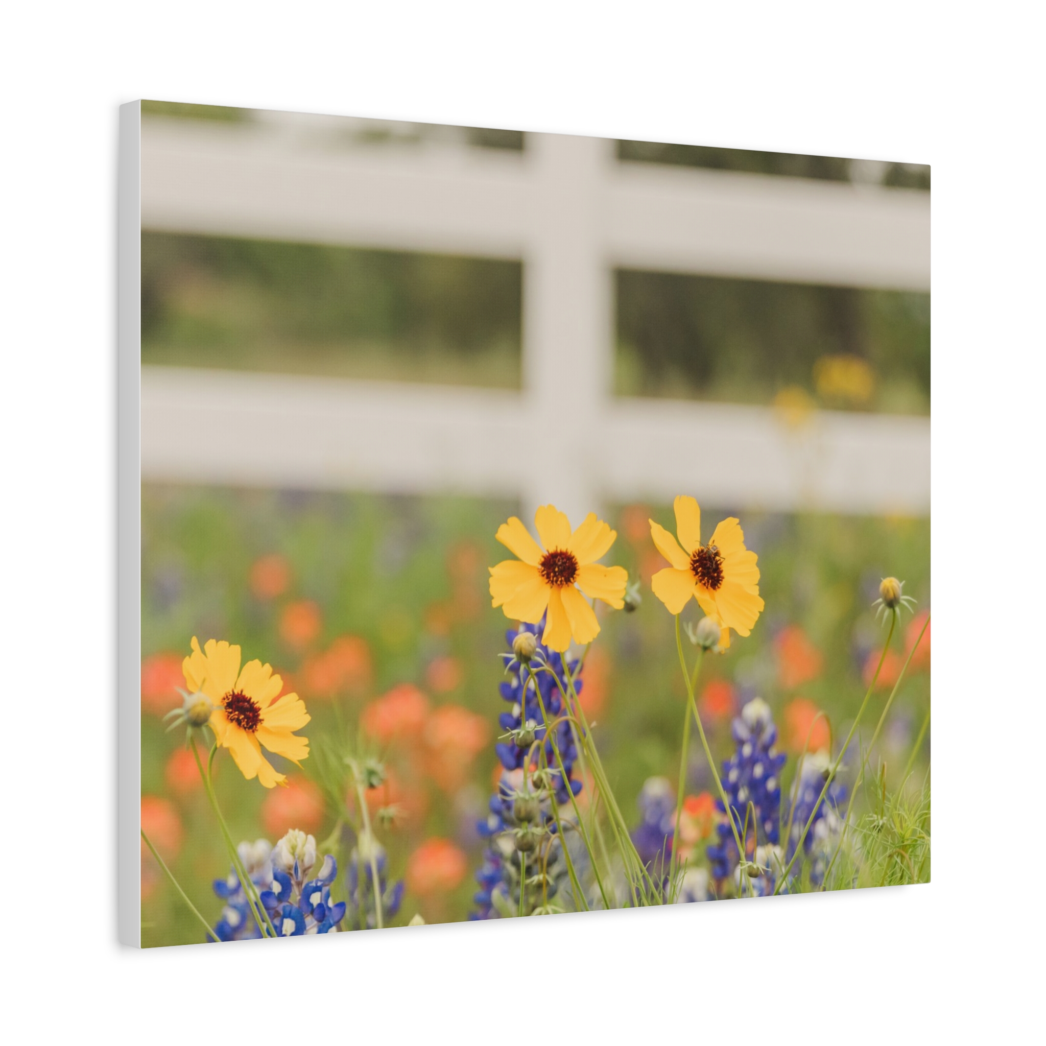 Texas Hill Country Wildflower Canvas - Image 78
