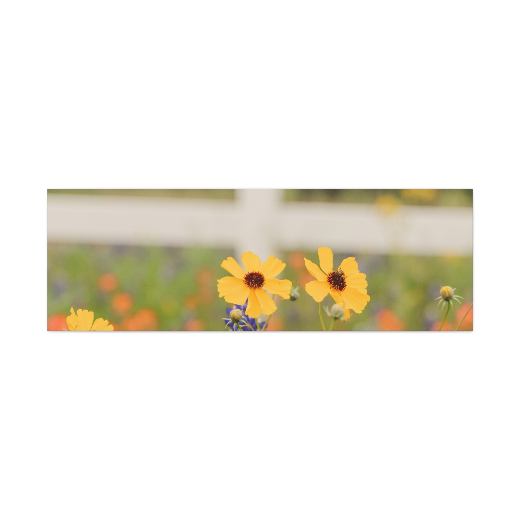 Texas Hill Country Wildflower Canvas - Image 113