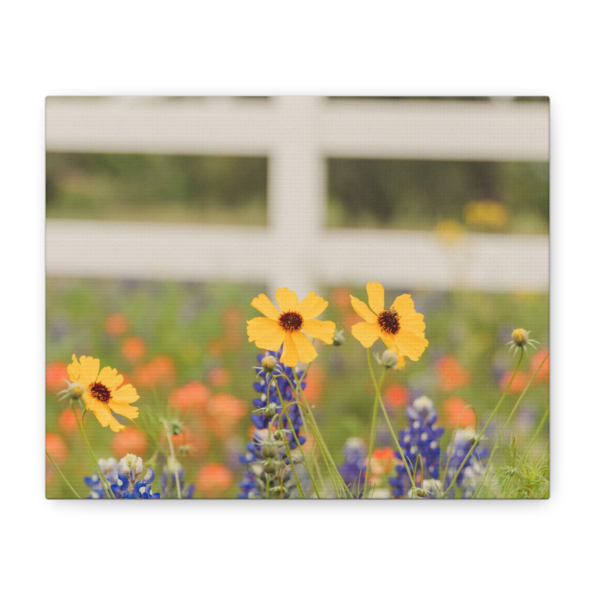 Texas Hill Country Wildflower Canvas - Image 41