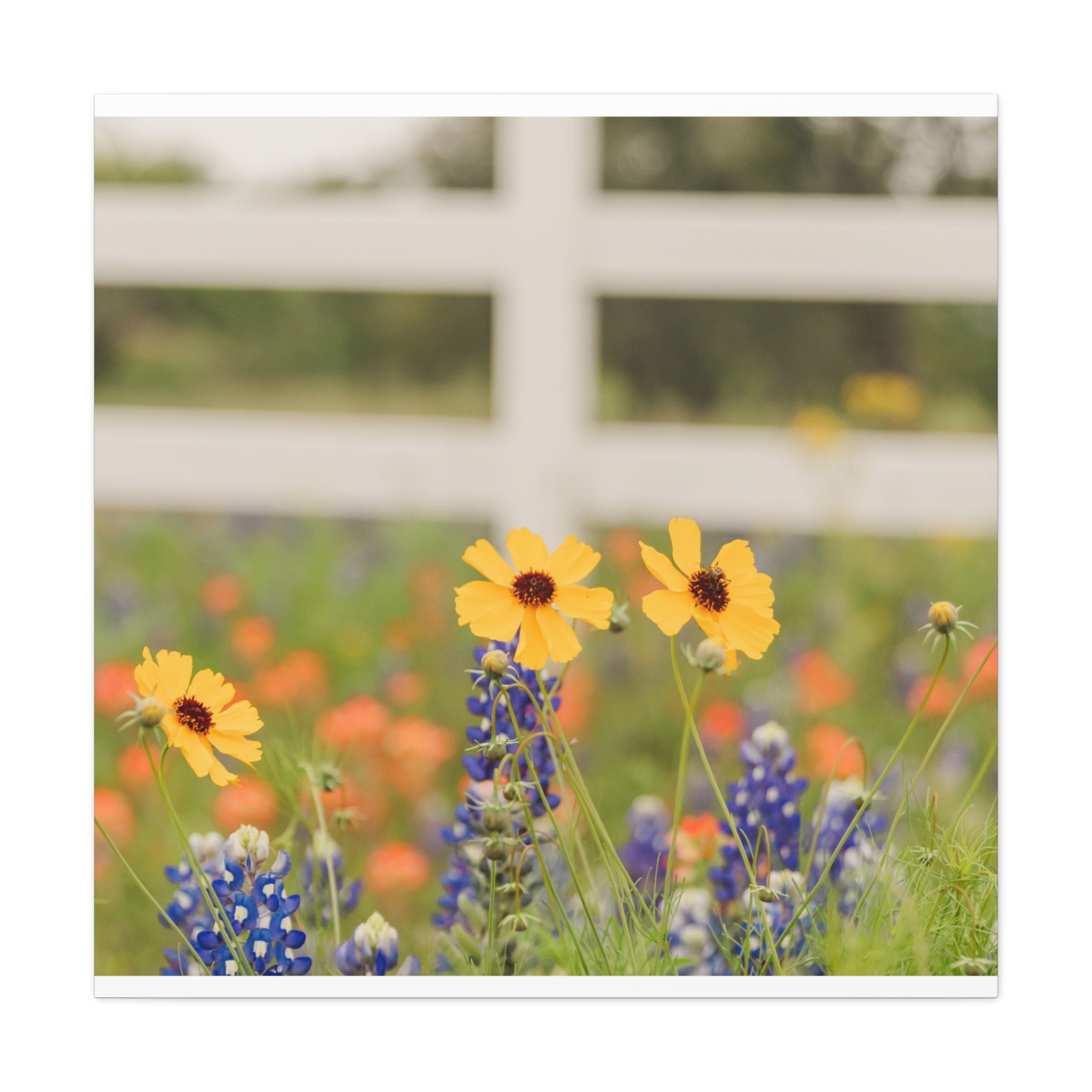 Texas Hill Country Wildflower Canvas - Image 37