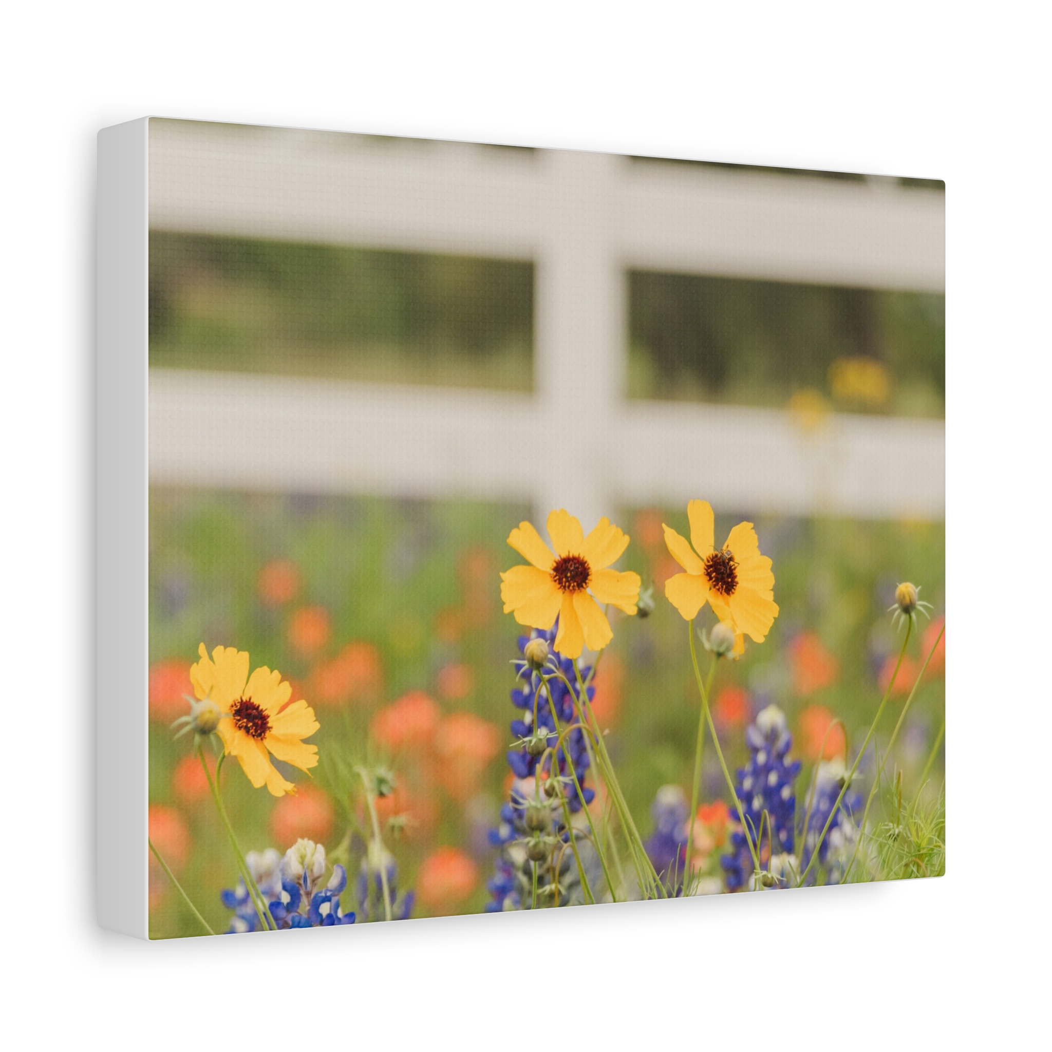 Texas Hill Country Wildflower Canvas - Image 42