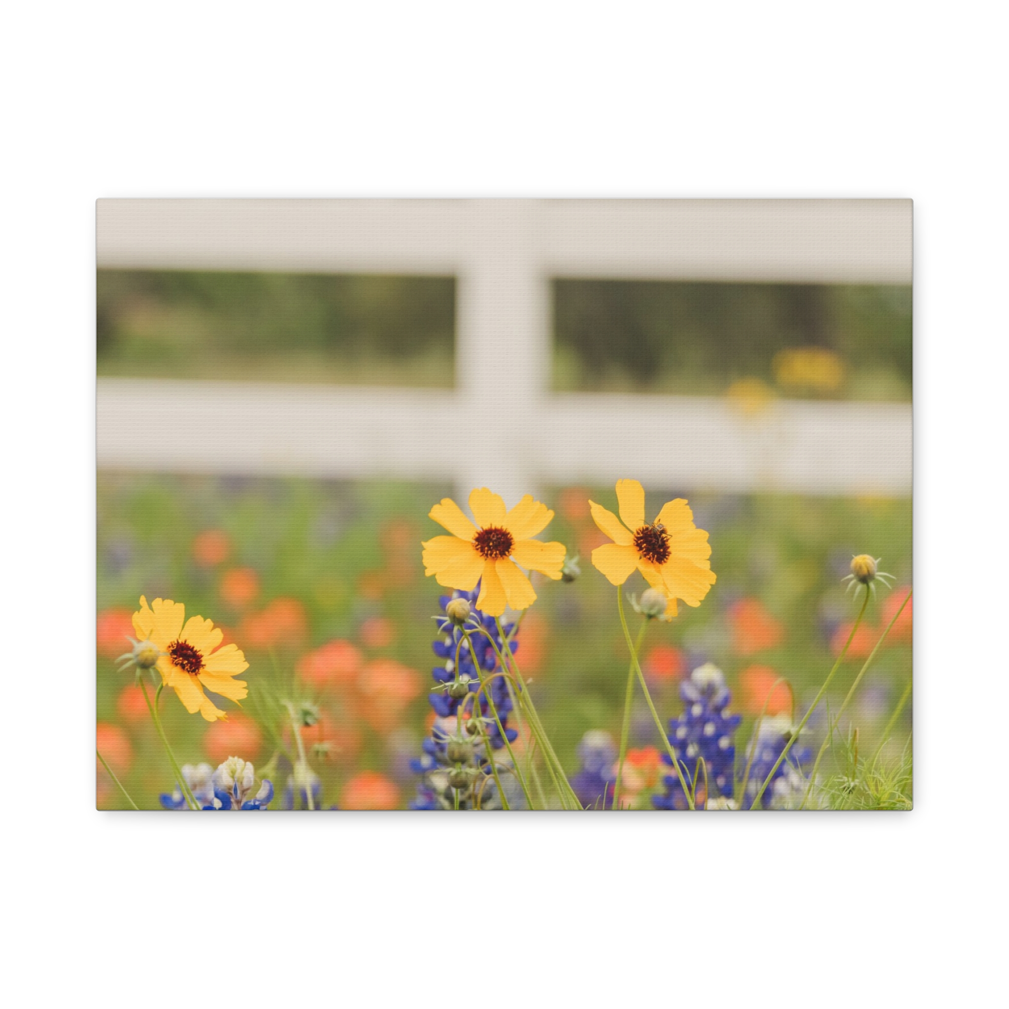 Texas Hill Country Wildflower Canvas - Image 53