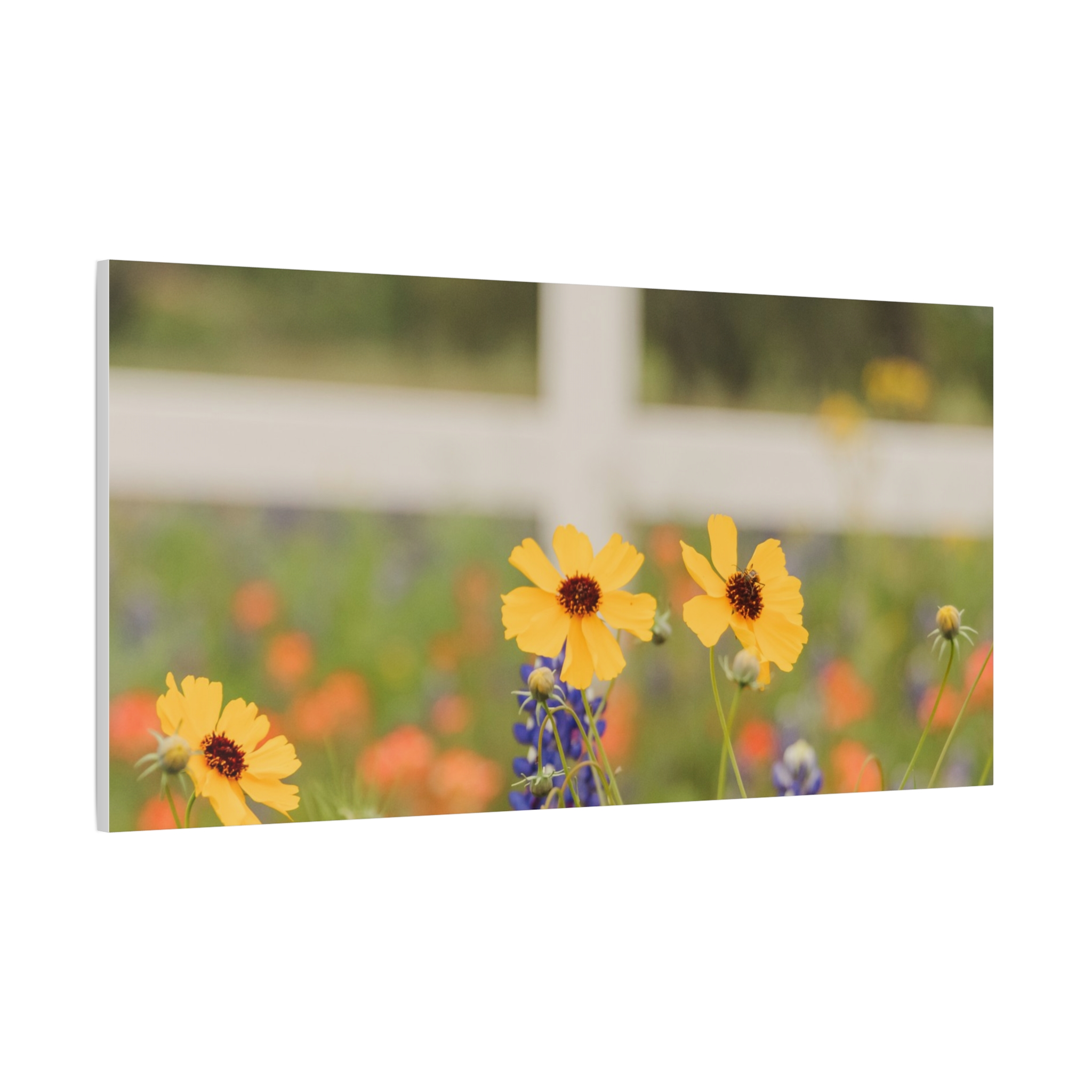 Texas Hill Country Wildflower Canvas - Image 102