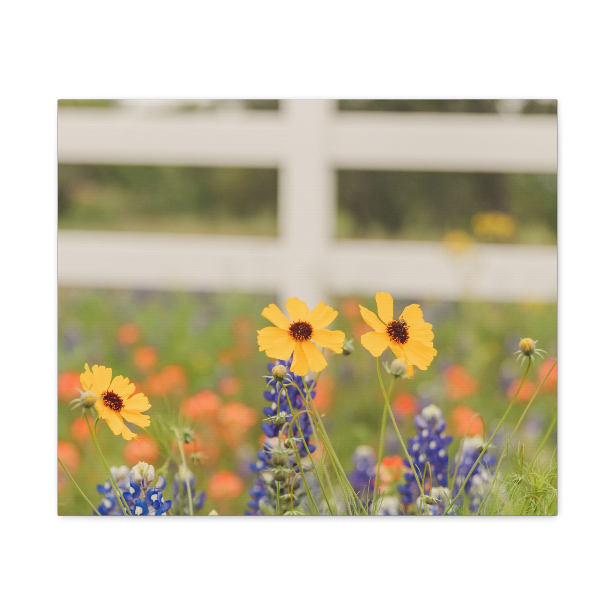 Texas Hill Country Wildflower Canvas - Image 77