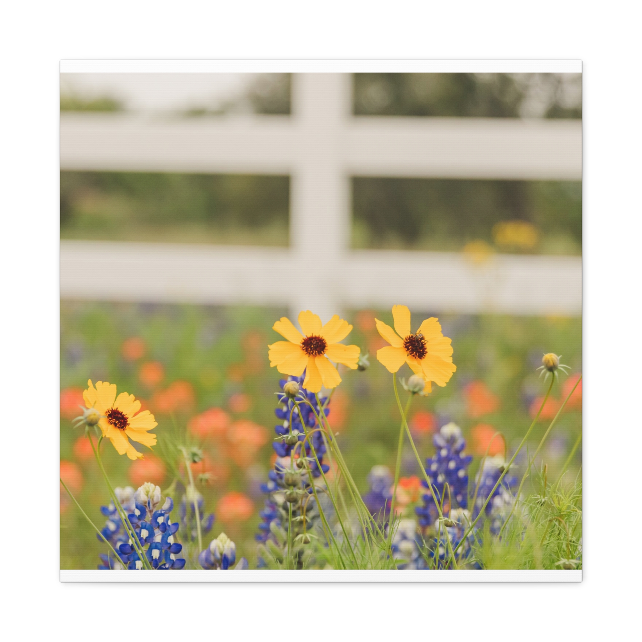 Texas Hill Country Wildflower Canvas - Image 25