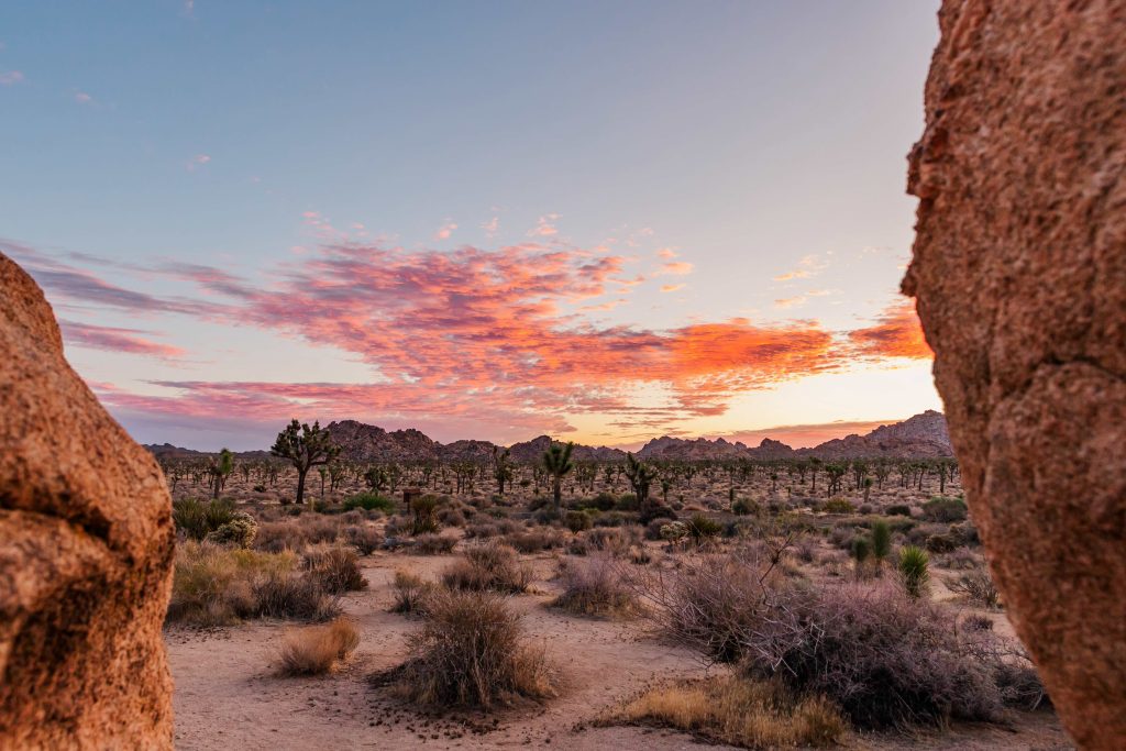Joshua tree