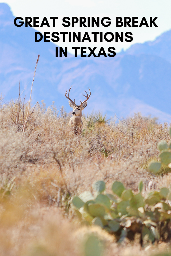 spring break in texas