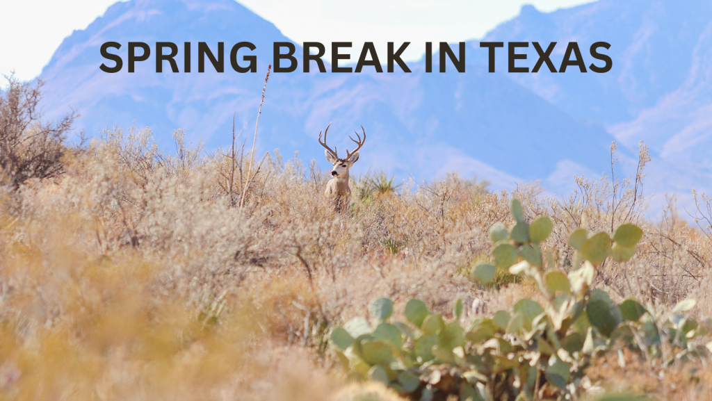 spring break in texas