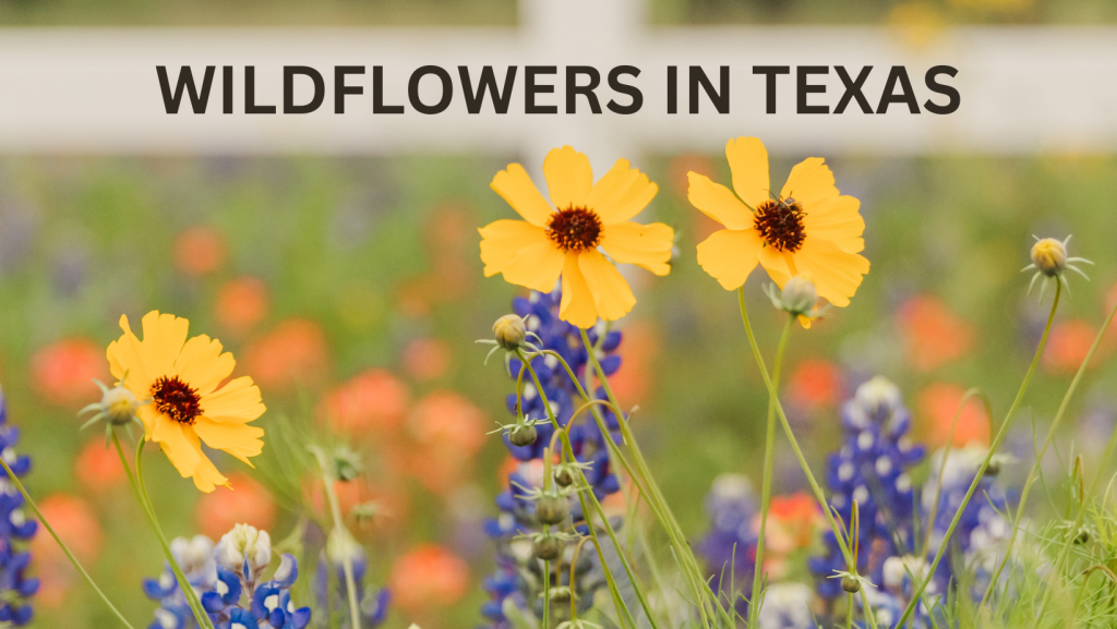 Wildflowers in texas