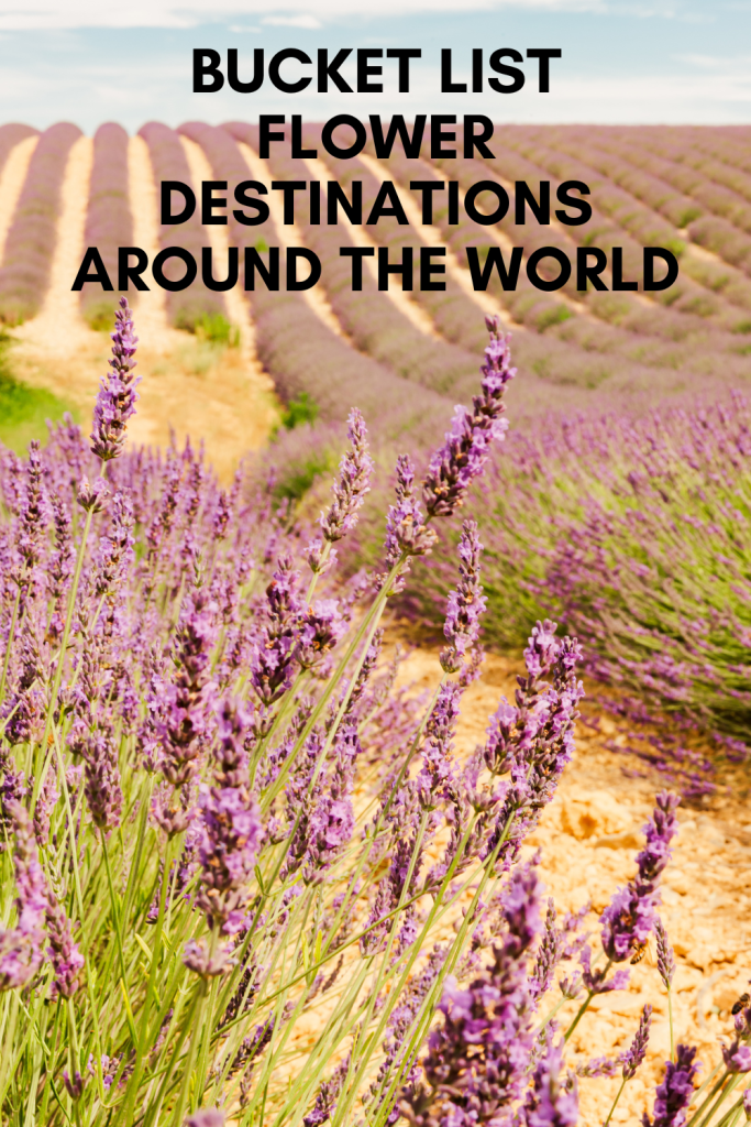 flower destinations