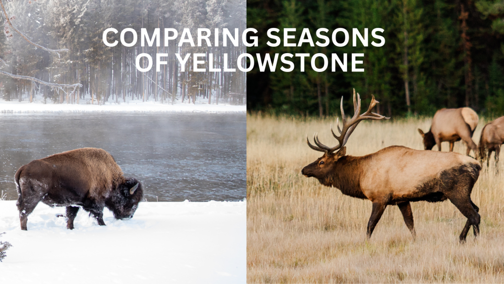 comparing the seasons to visit Yellowstone